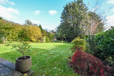 Yew Tree Acer.jpg