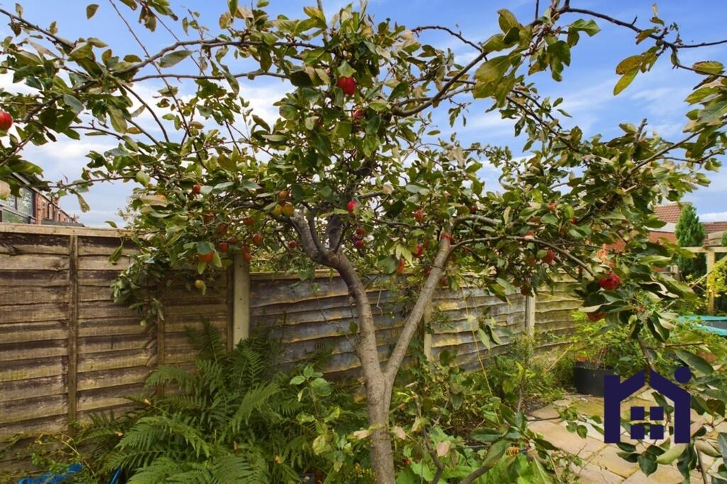 Apple Tree