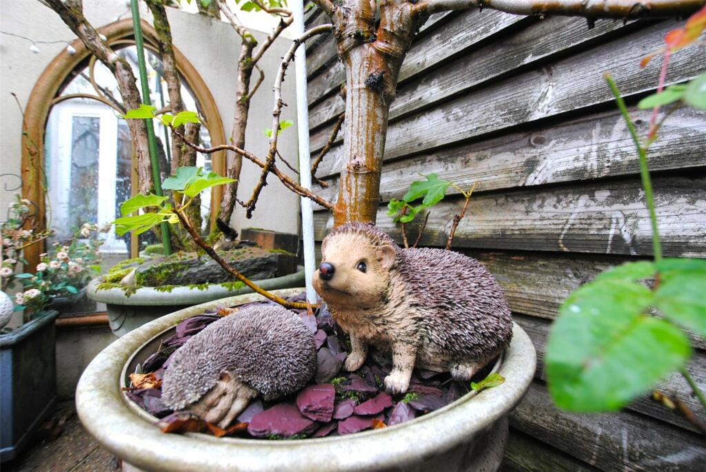 Hedghogs