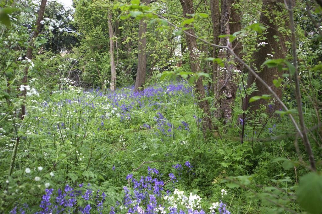 The Bluebell Wood