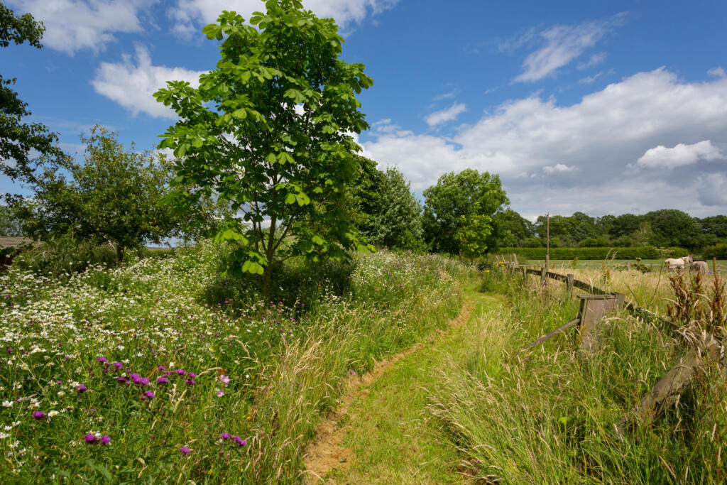 Meadow Area