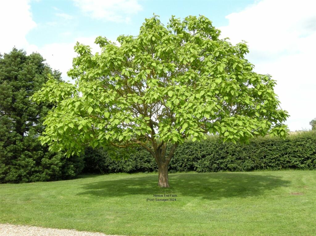 Sausage Tree