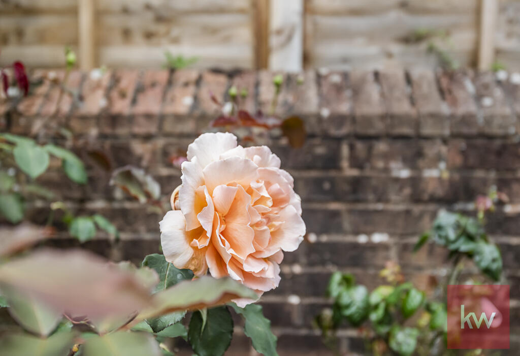 Flowers on Patio