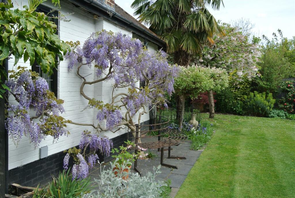 Wisteria &amp; side garden new.JPG