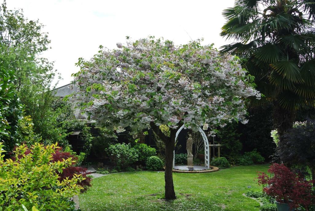 Cherry blossom tree close.JPG