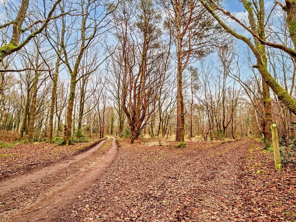 Common Woodland Driveway