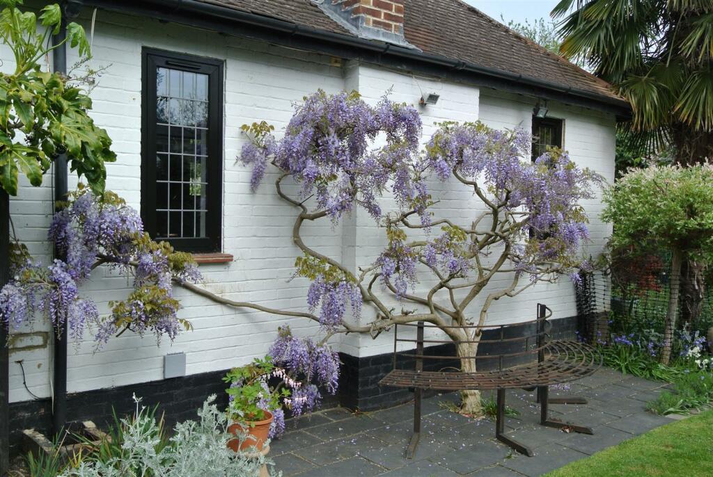 Wisteria new 1.JPG